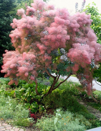 Árbol De Humo - Cotinus Coggygria - Cañuelas