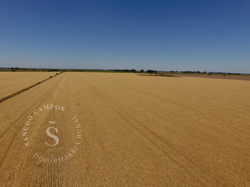 Venta Campo Mixto. 180 Hectáreas. Calchaquí, Santa Fe.