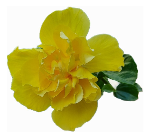 Rosa China Hibiscus Rosa Sinensis -7 Litros-