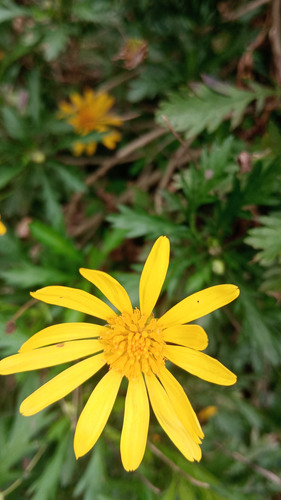Margaritas Euryops - 5 Plantas