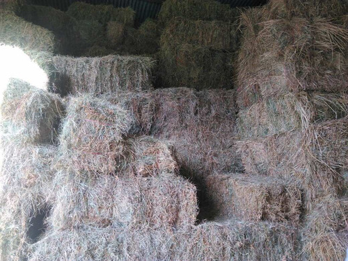 Imagen 3 de 5 de Fardos Alfalfa Mesclas Cuadrados