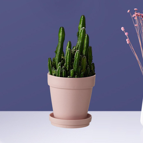 Planta De Maceta De Flores De Flor, Novedad, Olla De Vivero