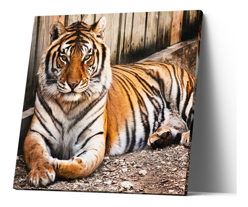 Cuadro Canvas Tigre 20x20cm