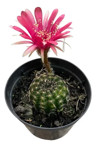 Cacto Lobivia Flor Pink Muda Cactos Raíz Própria Planta Sol