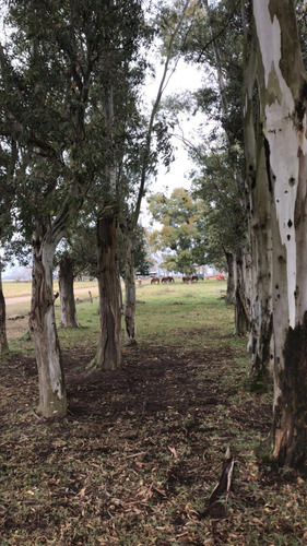 Venta 550 Hectareas Cañuelas Campo Mixto Ideal Ganadero U$s 6500 X Has.
