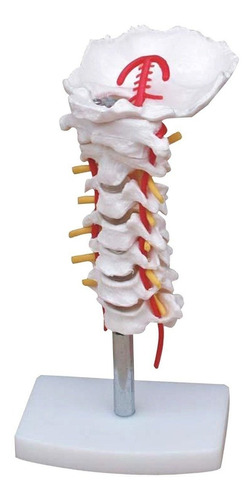 Modelo Anatómico Humano Vertebra Cervical