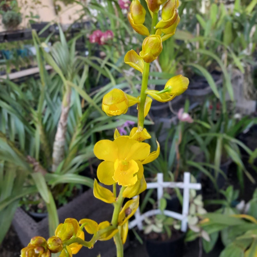 Orquídea Exótica Coleção Rara Nativa Cyrtopodium Andersonii