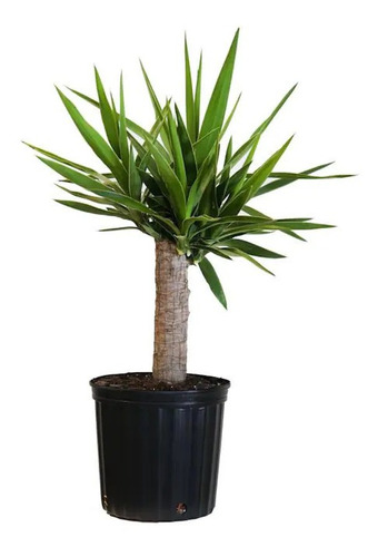 30 Sementes Yucca Palmeira Panc Flor P/ Vasos E Jardins 