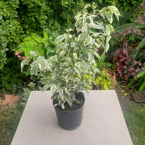 Imagen 2 de 4 de Planta Ficus Benjamina