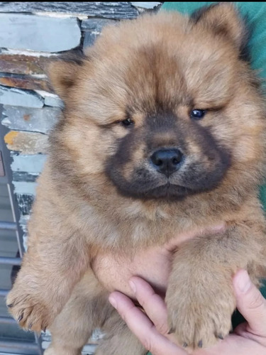 Cachorros Chow Chow