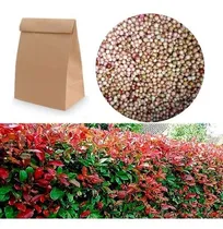 Comprar 50 Semillas De Eugenias: Cerca Viva, Maceta, Matera, Bonsai