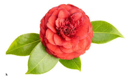 Camelia Japonica. Decojardin Bella Vista 