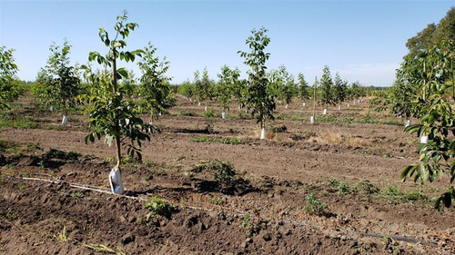 Parcela Agrícola En Venta En Longaví Con Casa En Obra