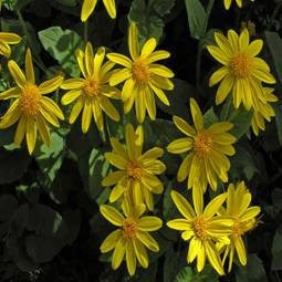 Arnica Ramos 100 Gr Ervas Secas Para Chá