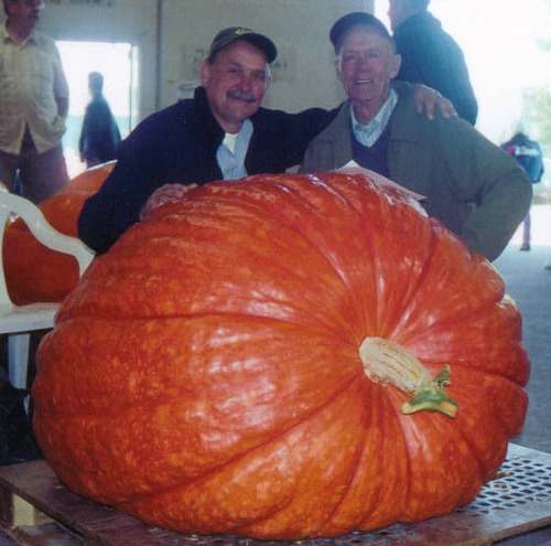 Imagem 6 de 7 de Sementes *legitimas Abobora Gigante Dills Atlantic Guinness