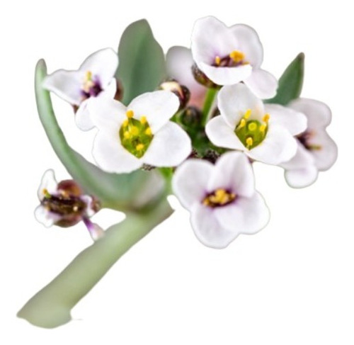 Semillas De Aliso De Mar Lobularia Marítima O Alisón