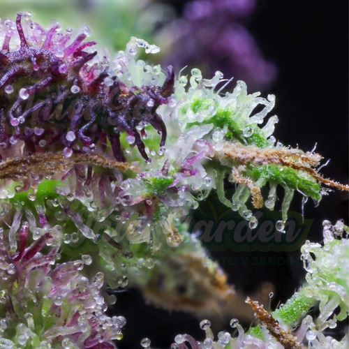 Imagen 4 de 5 de Armour Silicio Con Aminoácidos Floración + Tricomas + Resina