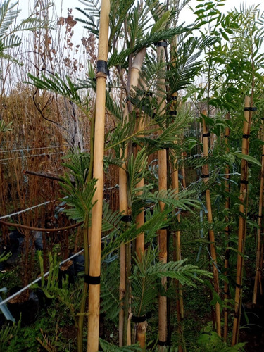 Imagen 3 de 10 de Acacia Dealbata / Aromo Francés - E.gratis Cabaygba