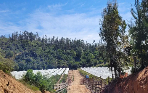 Venta De Campo Agrícola En Lolol Id 85.519-cam