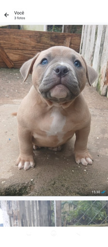 Cachorro American Bule Com Pedigree