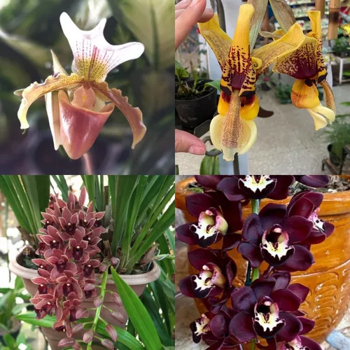 Kit 4 Orquídea Exótica Coleção Stanhopea Cymbidium Sapatinho