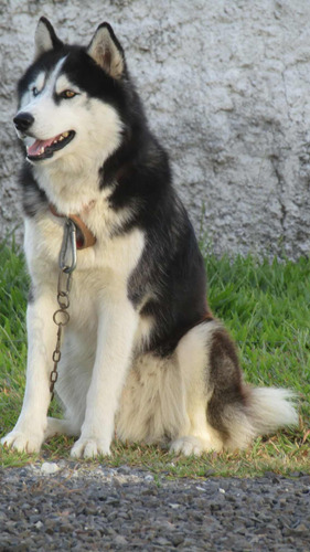 Husky Siberiano Macho Para Cruzar