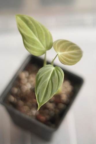 Philodendron Splendid (melanochrysum X Verrucosum)