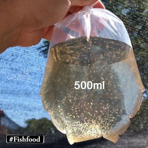 Daphnia Magna Alimento Vivo Porção - P/ Peixes Alevinos
