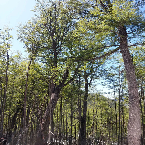 Terreno 35.000m² En Villa Ortega, Coyhaique (172846)