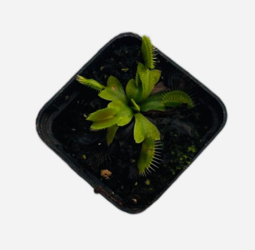 4 Cultivares Venus - Carnívora Vitroplant