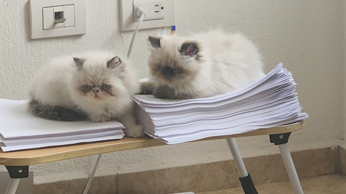 Gato Persa Con Documentos Y Chip Internacional