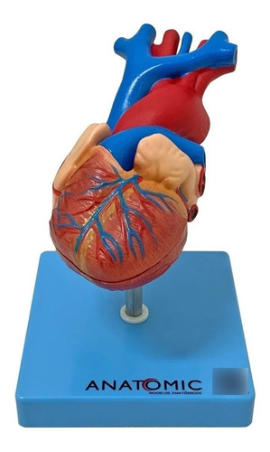Coração Tamanho Natural Modelo Anatômico Com 2 Partes