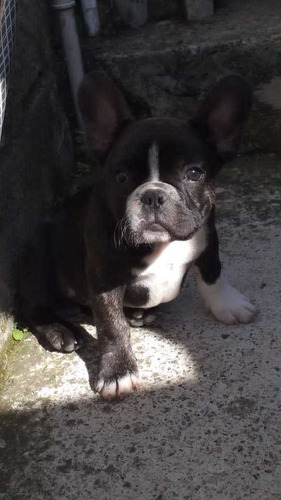Imagem 2 de 2 de Bulldog Francês