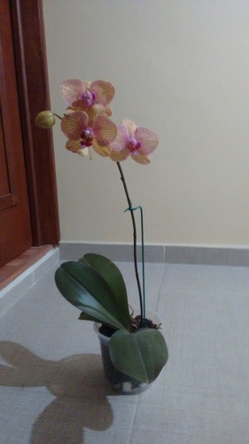 Orquídea Phalenopsis