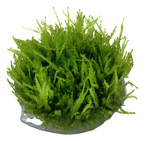 Vesicularia Ferriei Weeping Moss 003b Tc Musgo Acuario Tropi