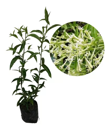 1 Muda De Dama Da Noite, Coerana - Cestrum Nocturnum - 50cm