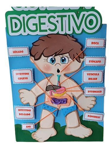 Maqueta Del Sistema Digestivo Niño