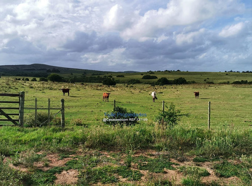 Rocha Venta O Renta Muy Buen Campo 912 Hectareas