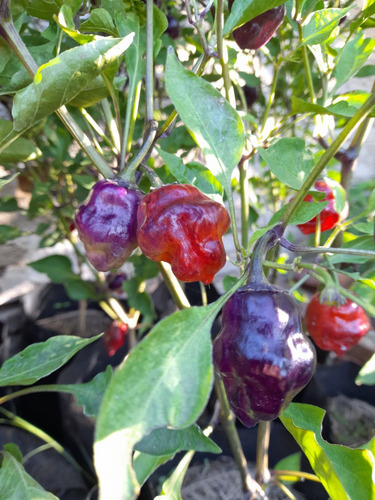 15 Semillas De Pimiento Ají Ornamental Purple Ufo