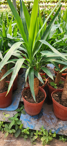 Yucca Pata De Elefante ( Elephantipes ) Gigantes !