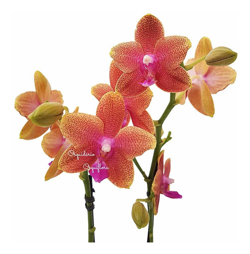 Orquídea Mini Phalaenopsis Exótica Flor Planta Adulta N70