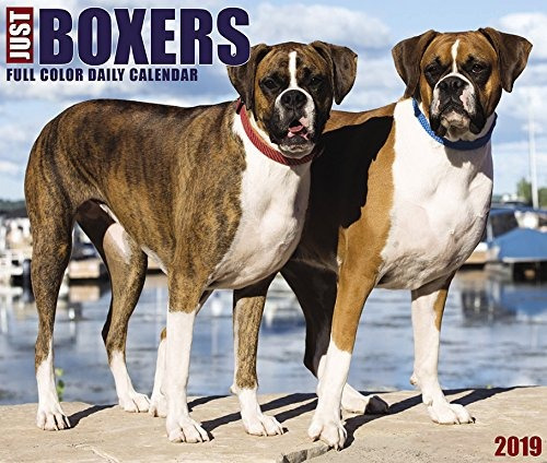 Just Boxers 2019 Box Calendar (dog Breed Calendar)