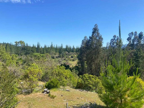 Bosque Con Manejo Cauquenes Inversión (177195)
