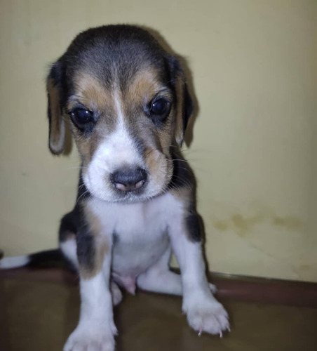 Cachorros Beagle