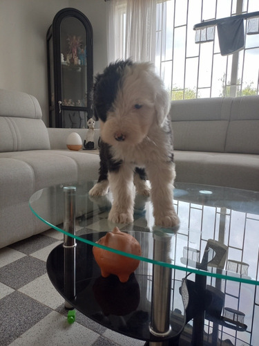 Imagen 7 de 8 de Cachorros Viejo Pastor Inglés (ovejero)