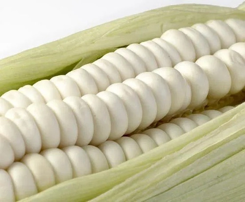 Sementes De Milho Branco Gigante Cuzco Ou Peruano