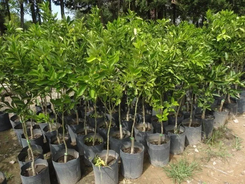 Imagen 4 de 6 de Limonero 4 Estaciones E10lts Arboles Frutales