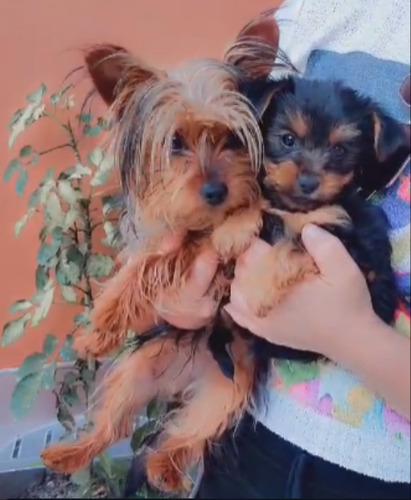 Yorkshire Cachorrito Yorky Mini 550 Bello Y Chiquitito