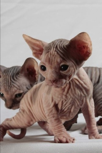 Sphinx Cat Journal Must Have Landed On The Wrong Planet Agai