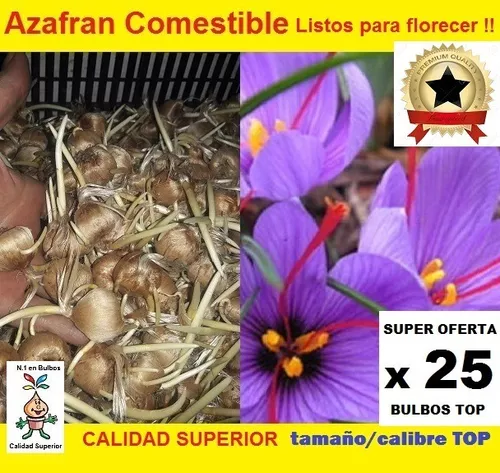 Azafran Crocus MercadoLibre 📦